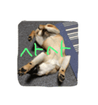 芝犬 はな（個別スタンプ：9）