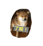 芝犬 はな（個別スタンプ：10）