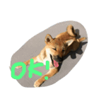 芝犬 はな（個別スタンプ：12）