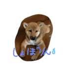 芝犬 はな（個別スタンプ：13）