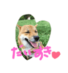 芝犬 はな（個別スタンプ：14）