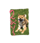 芝犬 はな（個別スタンプ：15）