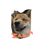 芝犬 はな（個別スタンプ：16）