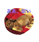 ラッキー daisuki（個別スタンプ：7）