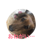 ラッキー daisuki（個別スタンプ：12）