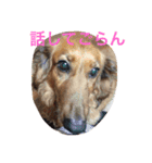 ラッキー daisuki（個別スタンプ：15）