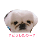 J＆P SEEDS Pekingese（個別スタンプ：1）
