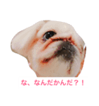 J＆P SEEDS Pekingese（個別スタンプ：2）