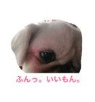 J＆P SEEDS Pekingese（個別スタンプ：3）