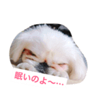 J＆P SEEDS Pekingese（個別スタンプ：4）