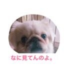 J＆P SEEDS Pekingese（個別スタンプ：5）