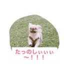J＆P SEEDS Pekingese（個別スタンプ：6）