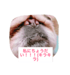 J＆P SEEDS Pekingese（個別スタンプ：7）