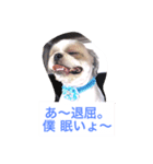 J＆P SEEDS Pekingese（個別スタンプ：8）