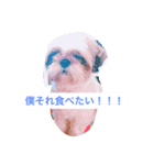 J＆P SEEDS Pekingese（個別スタンプ：9）