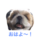 J＆P SEEDS Pekingese（個別スタンプ：10）