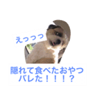 J＆P SEEDS Pekingese（個別スタンプ：11）