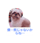J＆P SEEDS Pekingese（個別スタンプ：12）