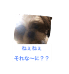 J＆P SEEDS Pekingese（個別スタンプ：13）