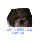 J＆P SEEDS Pekingese（個別スタンプ：14）
