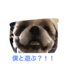 J＆P SEEDS Pekingese（個別スタンプ：15）
