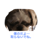 J＆P SEEDS Pekingese（個別スタンプ：16）