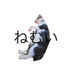 cat day  luv（個別スタンプ：1）