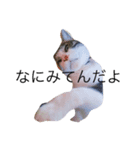 cat day  luv（個別スタンプ：2）