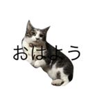 cat day  luv（個別スタンプ：3）