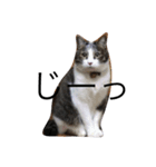 cat day  luv（個別スタンプ：4）