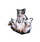 cat day  luv（個別スタンプ：7）