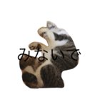 cat day  luv（個別スタンプ：8）