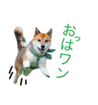 柴犬ゴンぞう（個別スタンプ：1）