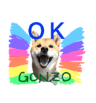 柴犬ゴンぞう（個別スタンプ：2）