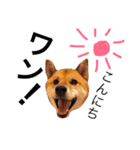 柴犬ゴンぞう（個別スタンプ：3）