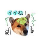 柴犬ゴンぞう（個別スタンプ：4）