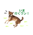 柴犬ゴンぞう（個別スタンプ：5）