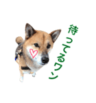 柴犬ゴンぞう（個別スタンプ：6）