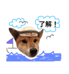 柴犬ゴンぞう（個別スタンプ：7）