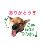 柴犬ゴンぞう（個別スタンプ：8）