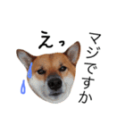 柴犬ゴンぞう（個別スタンプ：9）