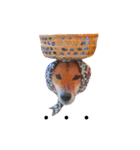 柴犬ゴンぞう（個別スタンプ：10）