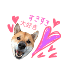 柴犬ゴンぞう（個別スタンプ：11）