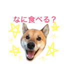 柴犬ゴンぞう（個別スタンプ：12）