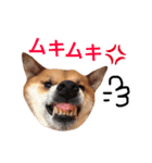 柴犬ゴンぞう（個別スタンプ：13）