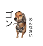 柴犬ゴンぞう（個別スタンプ：14）