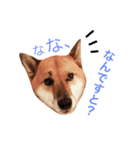 柴犬ゴンぞう（個別スタンプ：15）