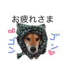 柴犬ゴンぞう（個別スタンプ：16）