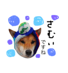 柴犬ゴンぞう（個別スタンプ：17）