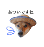 柴犬ゴンぞう（個別スタンプ：18）